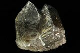 Smoky Quartz Crystal Cluster - Namibia #69185-1